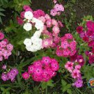 200 PCS Seeds Mixed Color Phlox Bonsai Phlox Drummondii Cuspidata Flower Plants