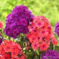 200 PCS Seeds Mixed Color Phlox Bonsai Phlox Drummondii Cuspidata Flower Plants