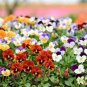 500 PCS Seeds Mixed Color Rare Pansy Bonsai Wavy Viola Tricolor Flower