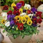 500 PCS Seeds Mixed Color Rare Pansy Bonsai Wavy Viola Tricolor Flower Bonsai