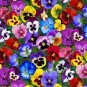 500 PCS Seeds Mixed Color Rare Pansy Bonsai Wavy Viola Tricolor Flower Bonsai