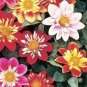 50 PCS Seeds Mixed Colorful Dwarf Dahlia Perennial Bonsai Flowers