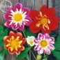 50 PCS Seeds Mixed Colorful Dwarf Dahlia Perennial Bonsai Flowers