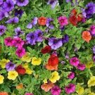 200 PCS Seeds Mixed Colorful Hanging Garden Petunia Flower