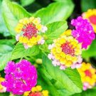10 PCS Seeds Mixed Colorful Lantana Camara Perennial Plants