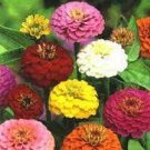 50 PCS Seeds Mixed Colorful Zinna Elegans California Giant Flowers