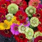 50 PCS Seeds Mixed Colorful Zinna Elegans California Giant Flowers