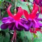 100 PCS Seeds Mixed Colors Lantern Flower Indoor Balcony Bonsai Flower Fuchsias Plant