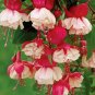 100 PCS Seeds Mixed Colors Lantern Flower Indoor Balcony Bonsai Flower Fuchsias Plant