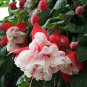 100 PCS Seeds Mixed Colors Lantern Flower Indoor Balcony Bonsai Flower Fuchsias Plant