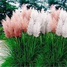 200 PCS Seeds Mixed Colors Pampas Grass Plant Bonsai Balcony Colorful