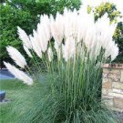200 PCS Seeds Mixed Colors Pampas Grass Plant Bonsai Balcony Colorful Grass Flores