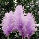 200 PCS Seeds Mixed Colors Pampas Grass Plant Bonsai Balcony Colorful Grass Flores Best Natural