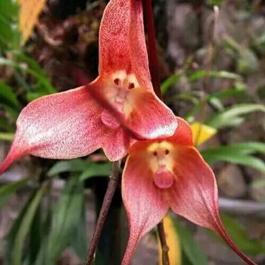 5 PCS Seeds Mixed Colourful Monkey Face Orchid Plants Red Cream Potted Peru Flower
