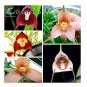 5 PCS Seeds Mixed Colourful Monkey Face Orchid Plants Red Cream Potted Peru Flower