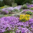 100 PCS Seeds Mixed Creeping Thyme Seeds Mixed 6 Colors