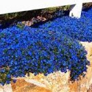 100 PCS Seeds MIXED Creeping Thyme Seeds Rare Color Rock Cress 100 PCS Seeds MIXED Creeping Thyme Seeds Rare Color Rock Cress
