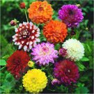 50 PCS Seeds Mixed Dahlia Flower