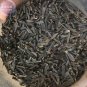 50 PCS Seeds Mixed Dahlia Flower