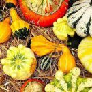 10 PCS Seeds Mixed Doll Pumpkin Ornamental Vegetables Edible 10 PCS Seeds Mixed Doll Pumpkin Ornamental Vegetables Edible