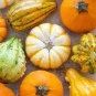 10 PCS Seeds Mixed Doll Pumpkin Ornamental Vegetables Edible
