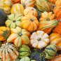 10 PCS Seeds Mixed Doll Pumpkin Ornamental Vegetables Edible