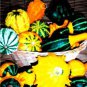 10 PCS Seeds Mixed Doll Pumpkin Ornamental Vegetables Edible
