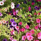 200 PCS Seeds Mixed Double petalled Hanging Petunia Hybrid 200 PCS Seeds Mixed Double petalled Hanging Petunia Hybrid