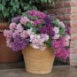 200 PCS Seeds Mixed Double petalled Hanging Petunia Hybrid