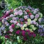 200 PCS Seeds Mixed Double petalled Hanging Petunia Hybrid