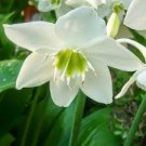 100 PCS Seeds Mixed Eucharis Grandiflora Bonsai