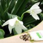 100 PCS Seeds Mixed Eucharis Grandiflora Bonsai