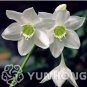 100 PCS Seeds Mixed Eucharis Grandiflora Bonsai