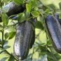 20 PCS Seeds Mixed Finger Lime Green Red Pink Fruit