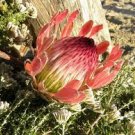 50 PCS Seeds Mixed Fresh Rare Protea Cynaroides 50 PCS Seeds Mixed Fresh Rare Protea Cynaroides