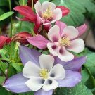 50 PCS Seeds Mixed Garden Columbine Perennial Aquilegia Flowers
