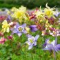 50 PCS Seeds Mixed Garden Columbine Perennial Aquilegia Flowers