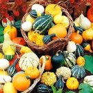 50 PCS Seeds Mixed Gourds Ornamental Pumpkin 50 PCS Seeds Mixed Gourds Ornamental Pumpkin