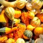 50 PCS Seeds Mixed Gourds Ornamental Pumpkin