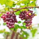 15 PCS Seeds Mixed Grape Vitis Vinifera Vine Delicious Fresh Fruit 15 PCS Seeds Mixed Grape Vitis Vinifera Vine Delicious Fresh Fruit