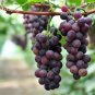 15 PCS Seeds Mixed Grape Vitis Vinifera Vine Delicious Fresh Fruit