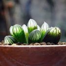 20 PCS Seeds Mixed Haworthia