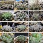 20 PCS Seeds Mixed Haworthia