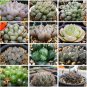 20 PCS Seeds Mixed Haworthia