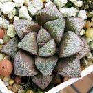 20 PCS Seeds Mixed Haworthia Seeds (approx 15 varieties)