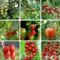 100 PCS Seeds Mixed Heirloom 9 Types Edible Cherry Tomato