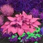 100 PCS Seeds Mixed Hosta Bonsai Jardin Perennials Lily Flower Pot Bonsai White Lace