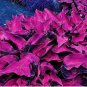 100 PCS Seeds Mixed Hosta Bonsai Jardin Perennials Lily Flower Pot Bonsai White Lace