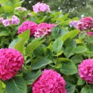 50 PCS Seeds Mixed Hydrangea Flower Blue Red Pink White Colors 50 PCS Seeds Mixed Hydrangea Flower Blue Red Pink White Colors