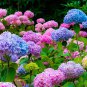 50 PCS Seeds Mixed Hydrangea Flower Blue Red Pink White Colors